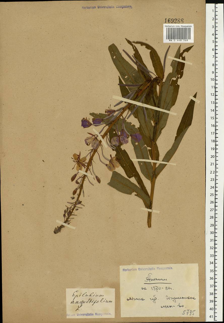Chamaenerion angustifolium (L.) Scop., Eastern Europe, Belarus (E3a) (Belarus)