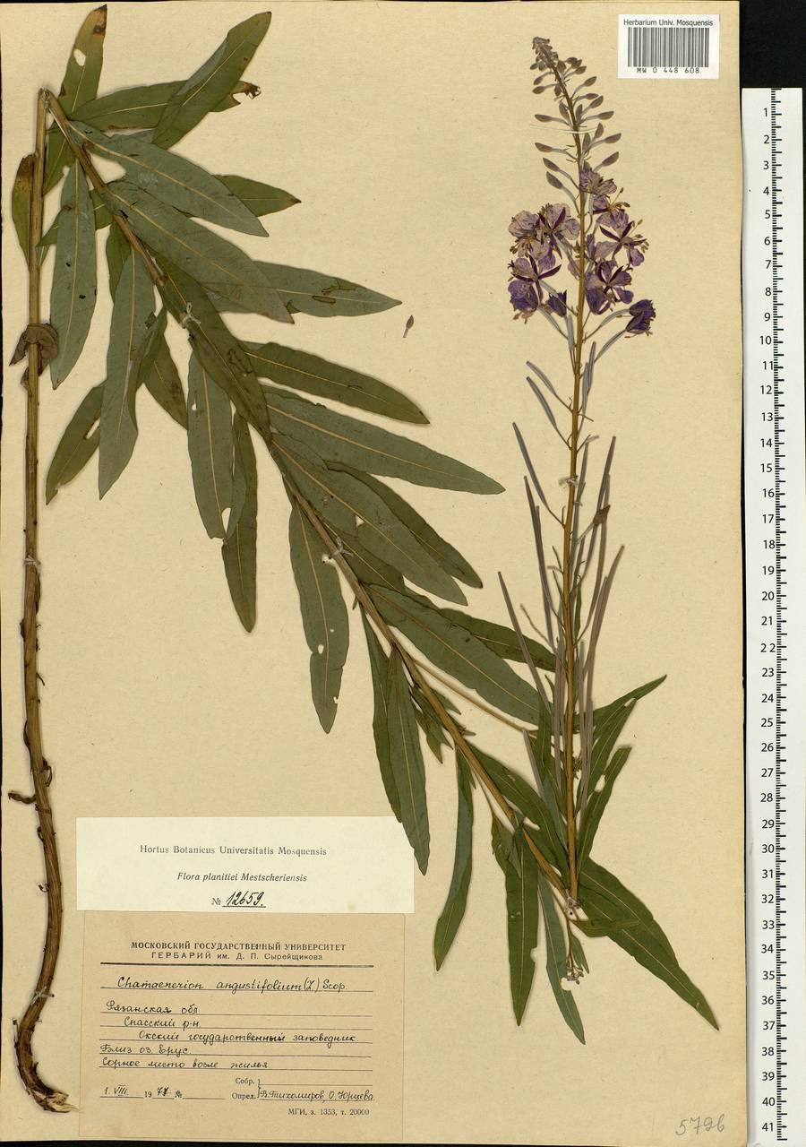Chamaenerion angustifolium (L.) Scop., Eastern Europe, Central region (E4) (Russia)