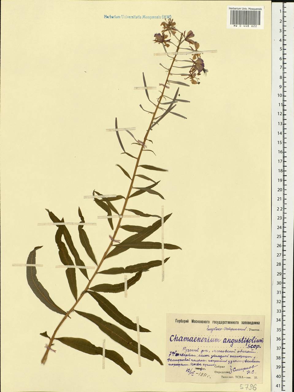 Chamaenerion angustifolium, Eastern Europe, Moscow region (E4a) (Russia)