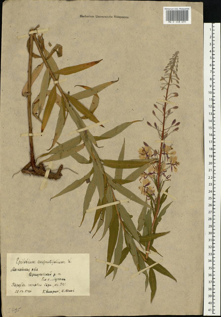 Chamaenerion angustifolium (L.) Scop., Eastern Europe, Moscow region (E4a) (Russia)