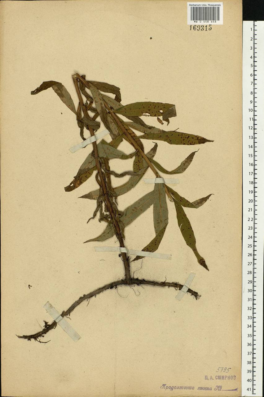 Chamaenerion angustifolium (L.) Scop., Eastern Europe, Moscow region (E4a) (Russia)