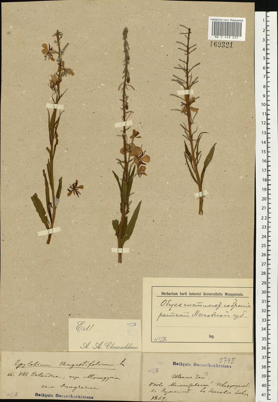 Chamaenerion angustifolium, Eastern Europe, Moscow region (E4a) (Russia)