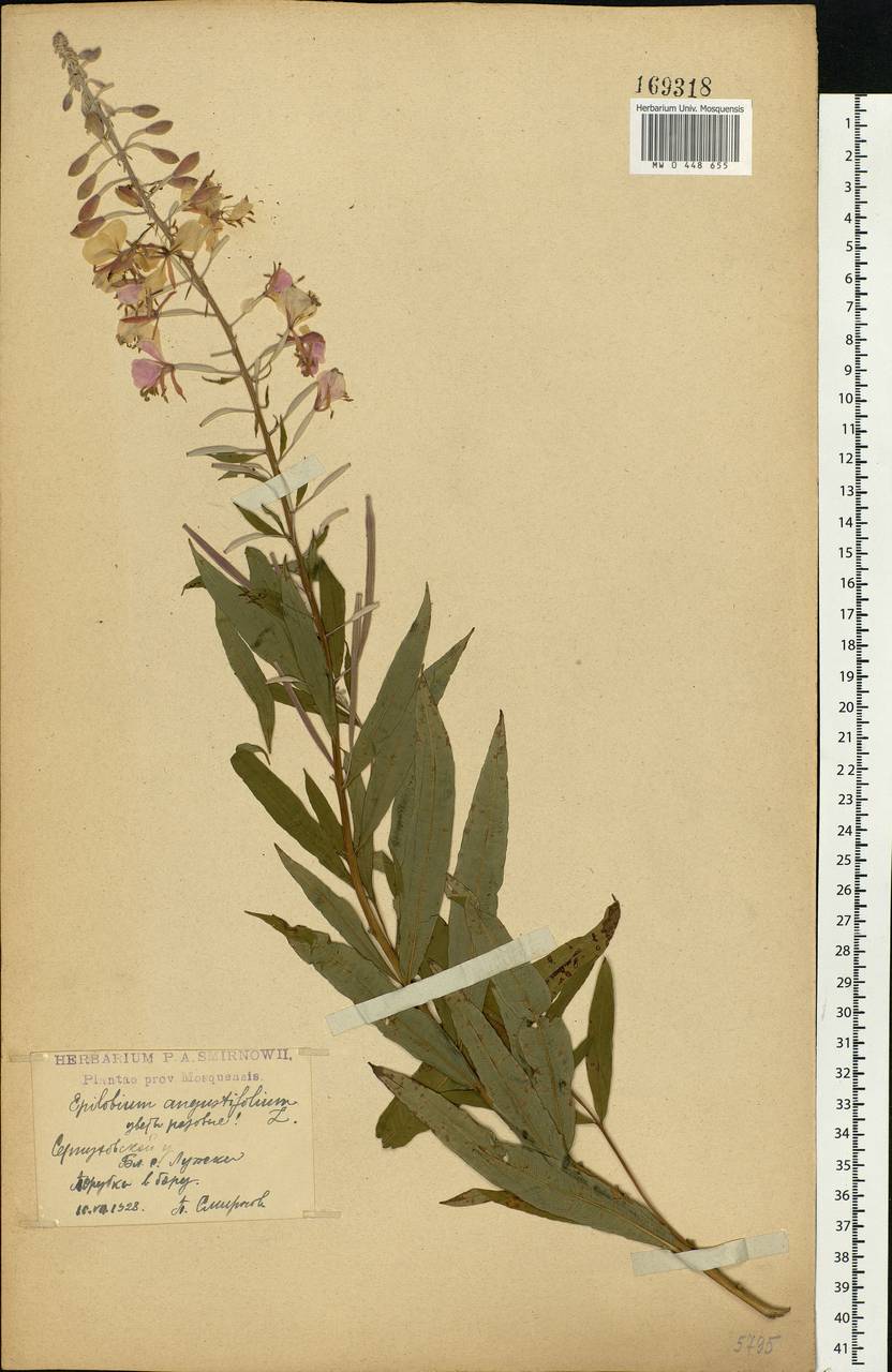 Chamaenerion angustifolium, Eastern Europe, Moscow region (E4a) (Russia)