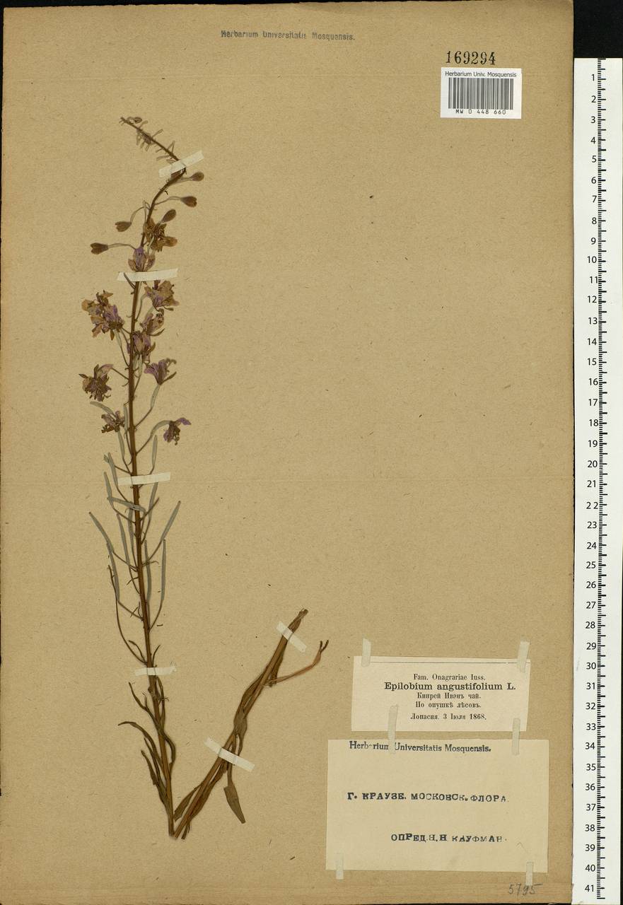 Chamaenerion angustifolium (L.) Scop., Eastern Europe, Moscow region (E4a) (Russia)