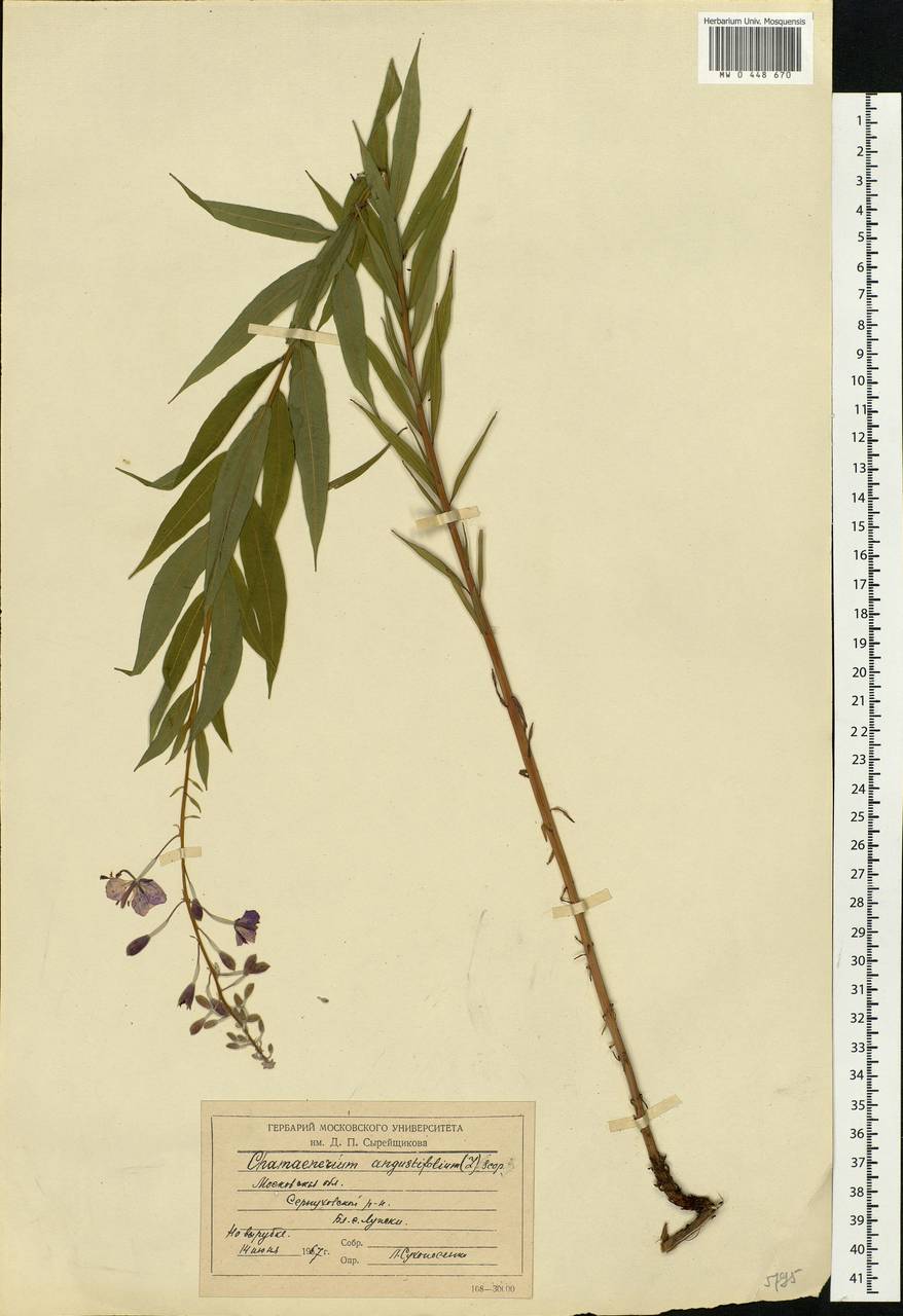 Chamaenerion angustifolium, Eastern Europe, Moscow region (E4a) (Russia)