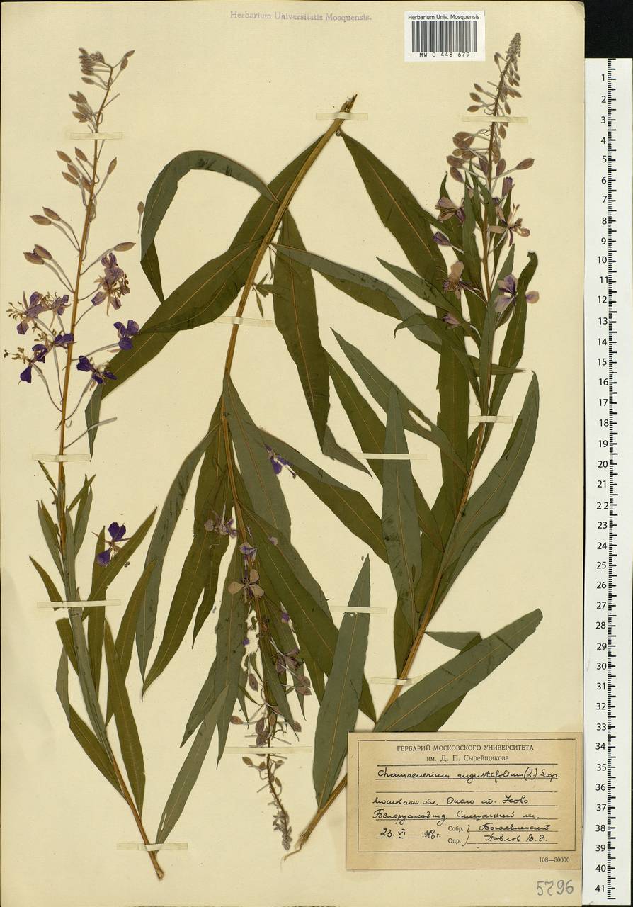 Chamaenerion angustifolium, Eastern Europe, Moscow region (E4a) (Russia)