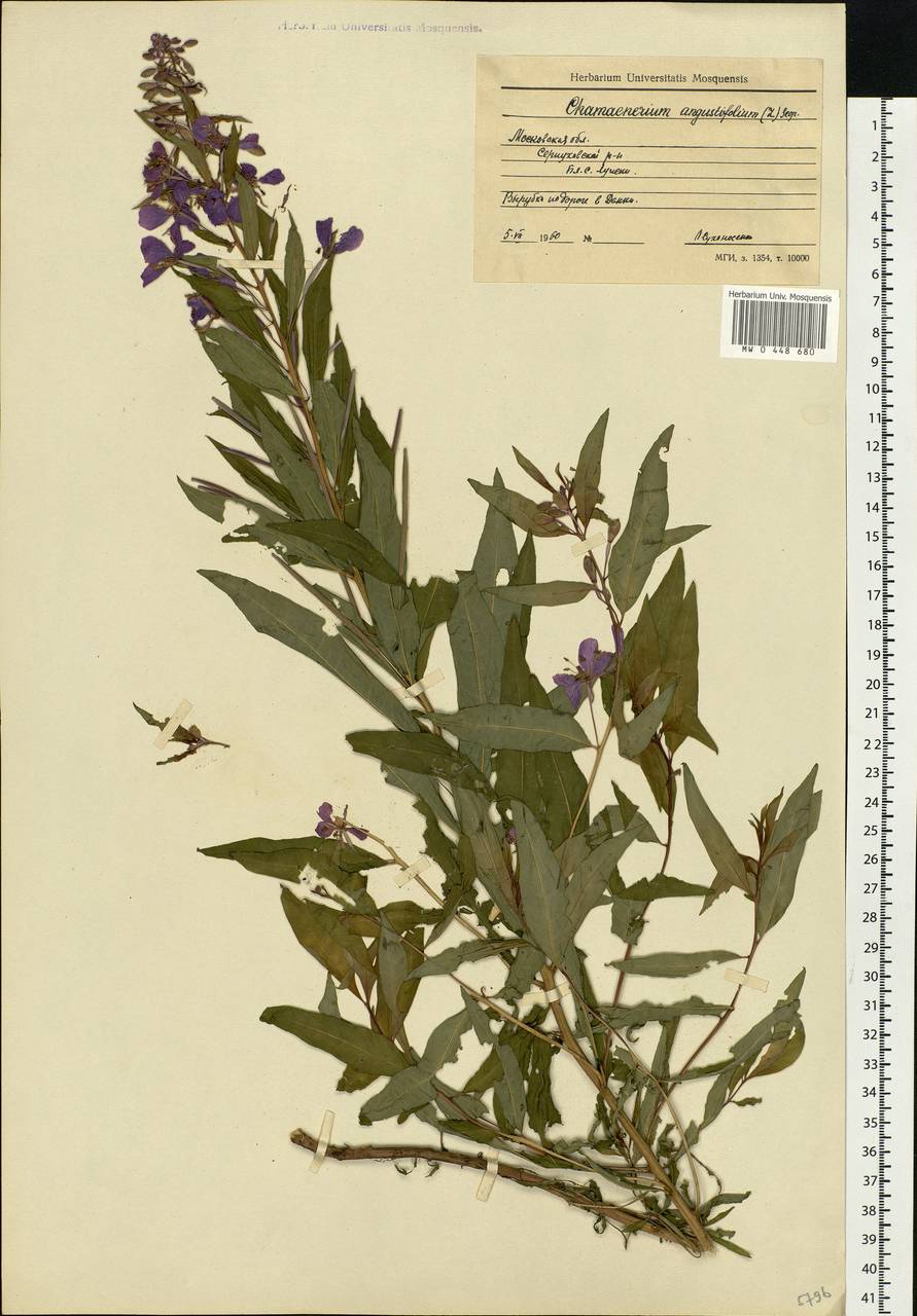 Chamaenerion angustifolium, Eastern Europe, Moscow region (E4a) (Russia)