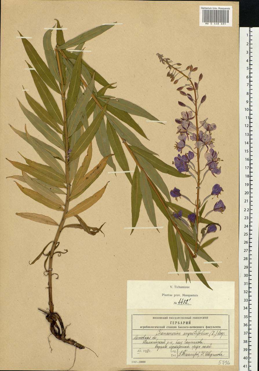 Chamaenerion angustifolium (L.) Scop., Eastern Europe, Moscow region (E4a) (Russia)