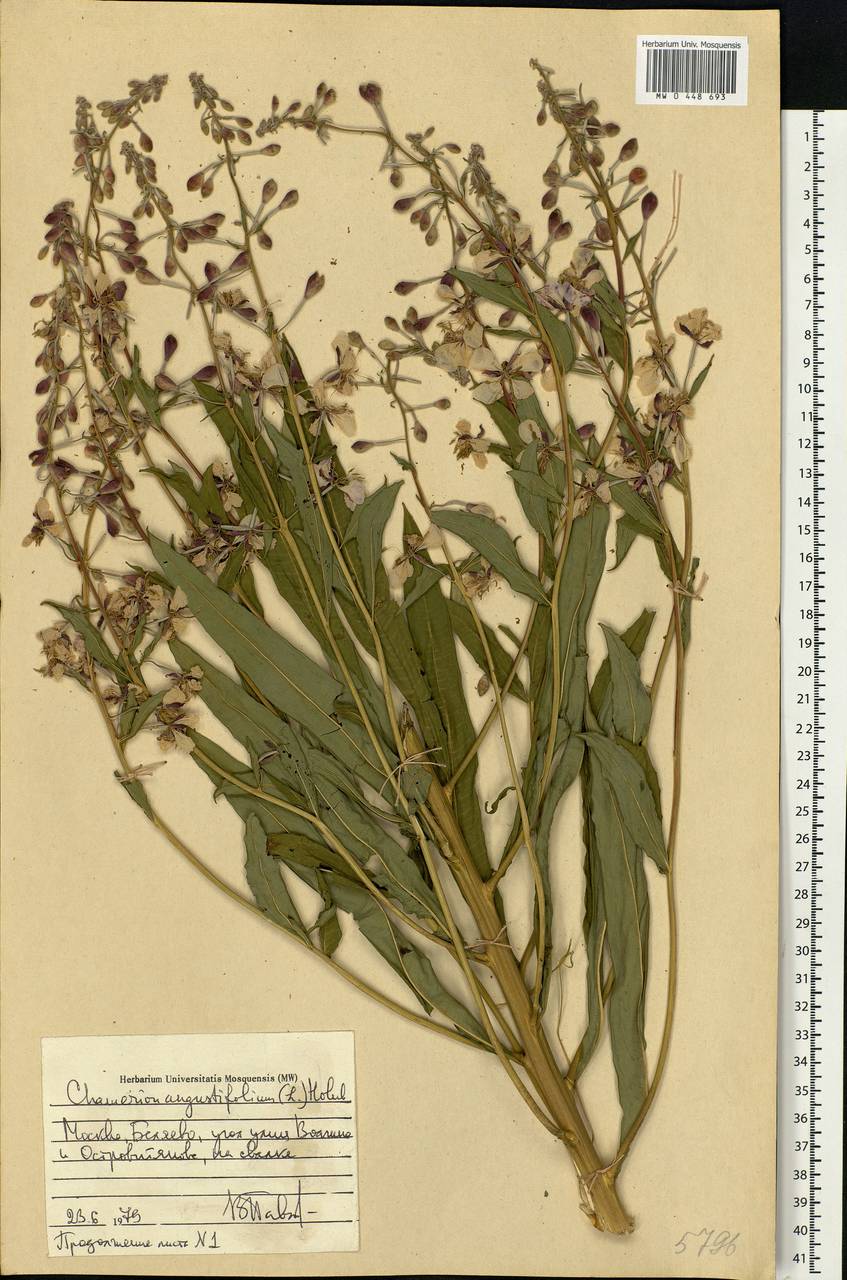 Chamaenerion angustifolium, Eastern Europe, Moscow region (E4a) (Russia)