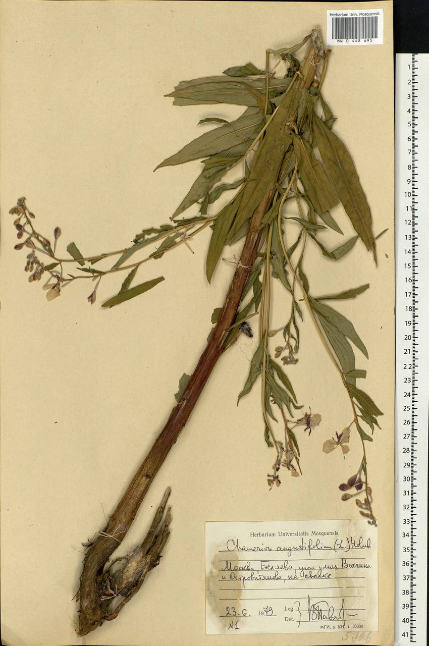 Chamaenerion angustifolium, Eastern Europe, Moscow region (E4a) (Russia)