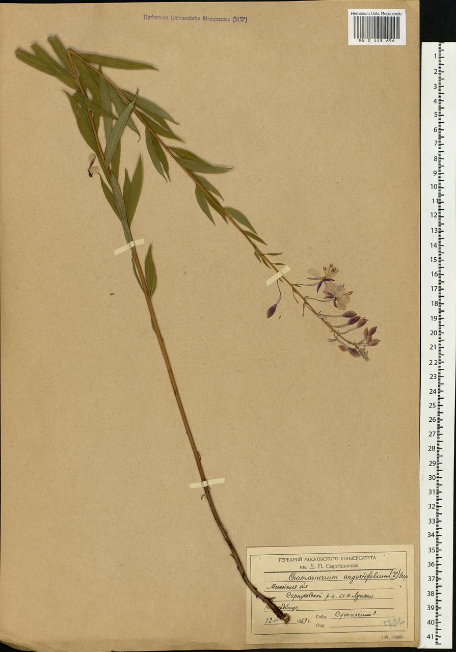 Chamaenerion angustifolium, Eastern Europe, Moscow region (E4a) (Russia)