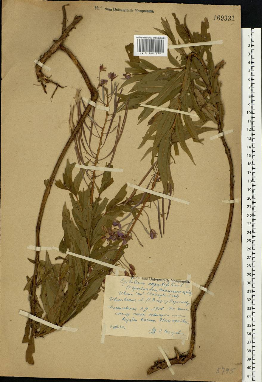 Chamaenerion angustifolium, Eastern Europe, Central forest region (E5) (Russia)