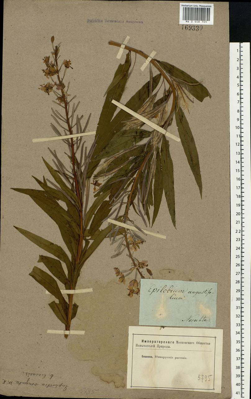 Chamaenerion angustifolium, Eastern Europe, Central forest region (E5) (Russia)