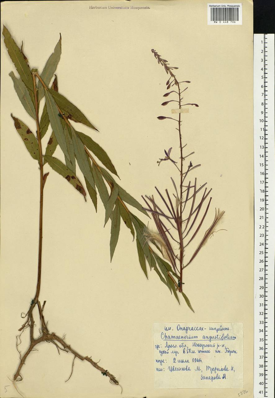 Chamaenerion angustifolium (L.) Scop., Eastern Europe, Central forest region (E5) (Russia)
