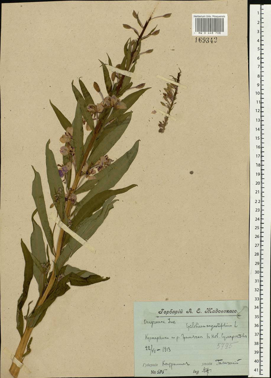 Chamaenerion angustifolium, Eastern Europe, Central forest region (E5) (Russia)