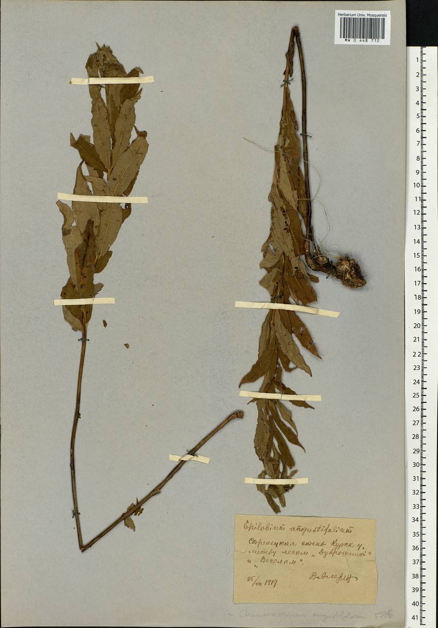 Chamaenerion angustifolium (L.) Scop., Eastern Europe, Central forest-and-steppe region (E6) (Russia)