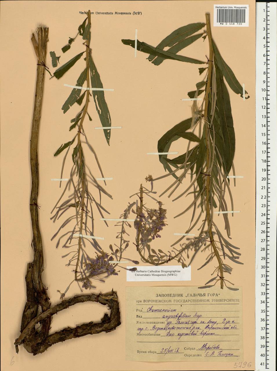 Chamaenerion angustifolium, Eastern Europe, Central forest-and-steppe region (E6) (Russia)