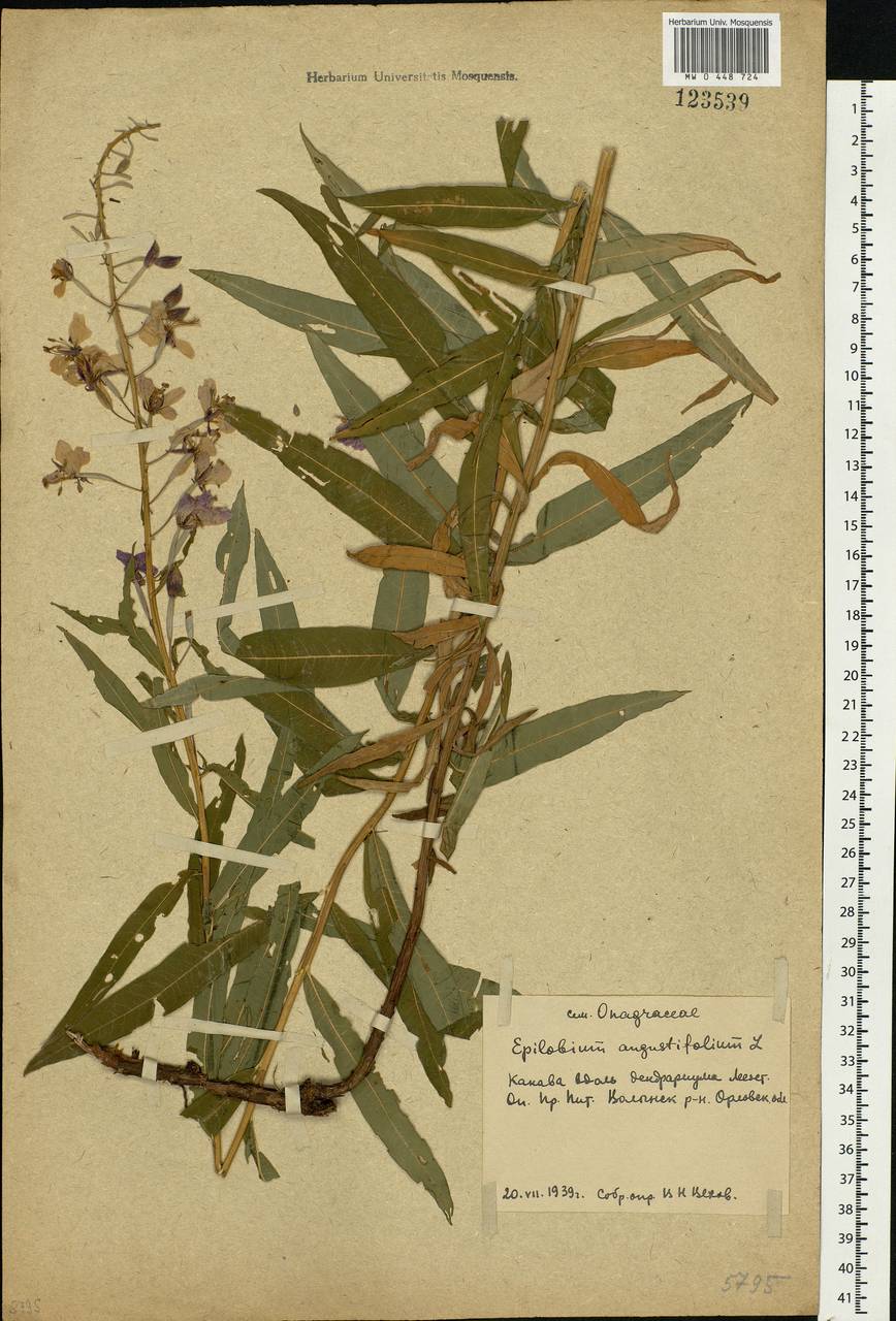 Chamaenerion angustifolium, Eastern Europe, Central forest-and-steppe region (E6) (Russia)