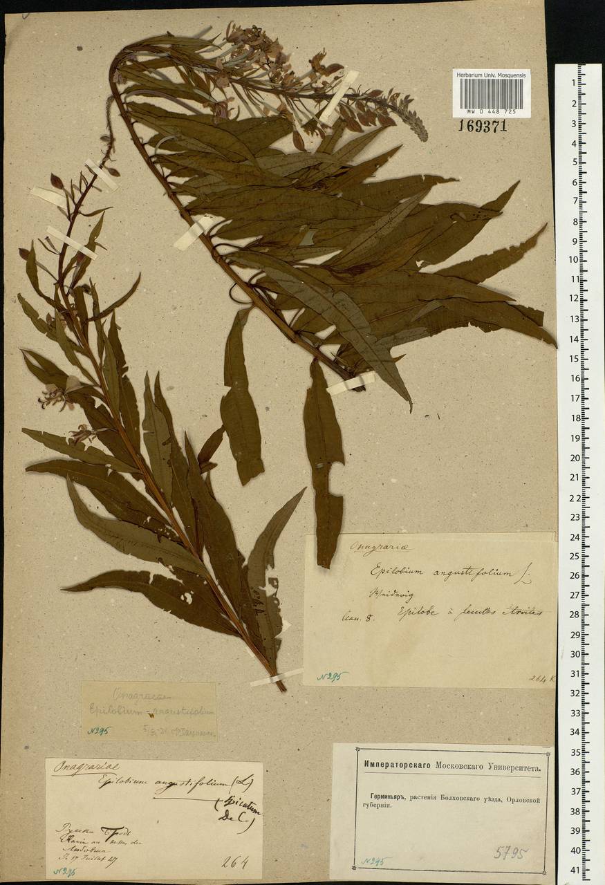 Chamaenerion angustifolium, Eastern Europe, Central forest-and-steppe region (E6) (Russia)