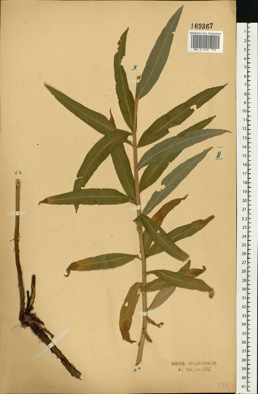 Chamaenerion angustifolium (L.) Scop., Eastern Europe, Central forest-and-steppe region (E6) (Russia)