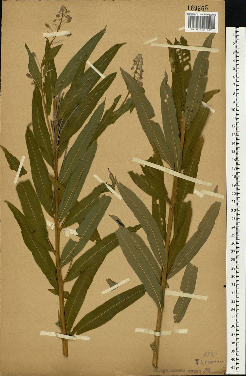Chamaenerion angustifolium (L.) Scop., Eastern Europe, Central forest-and-steppe region (E6) (Russia)