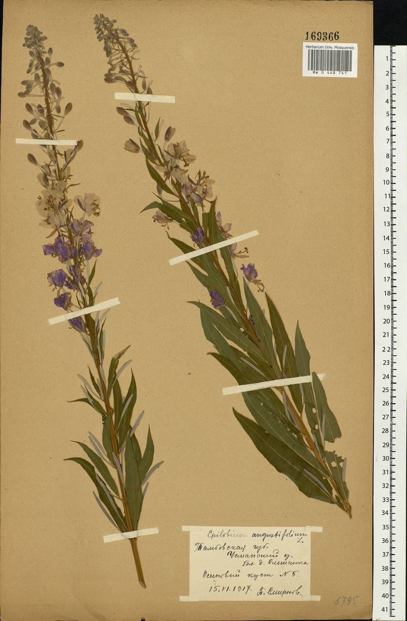 Chamaenerion angustifolium, Eastern Europe, Central forest-and-steppe region (E6) (Russia)