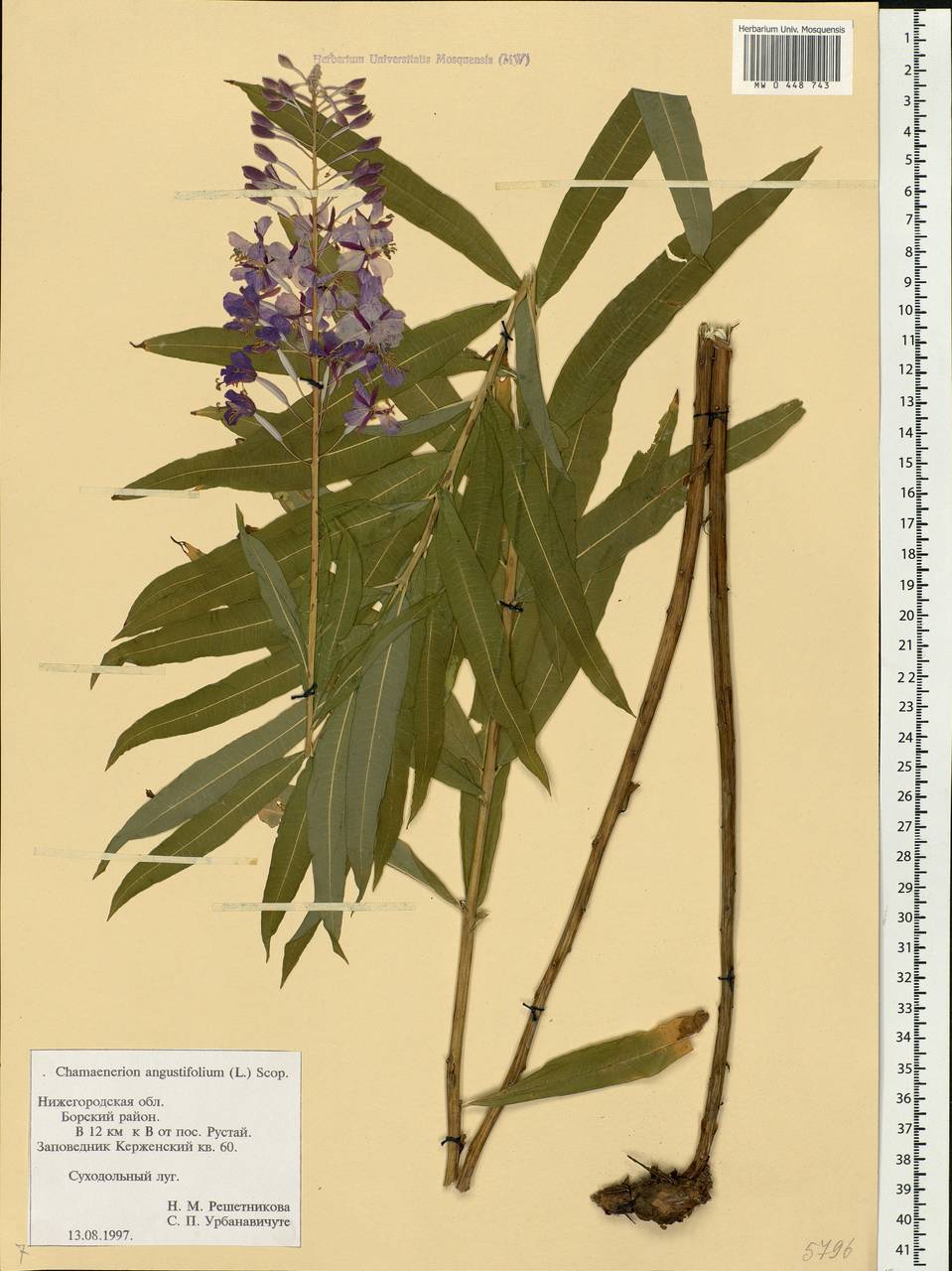 Chamaenerion angustifolium, Eastern Europe, Volga-Kama region (E7) (Russia)