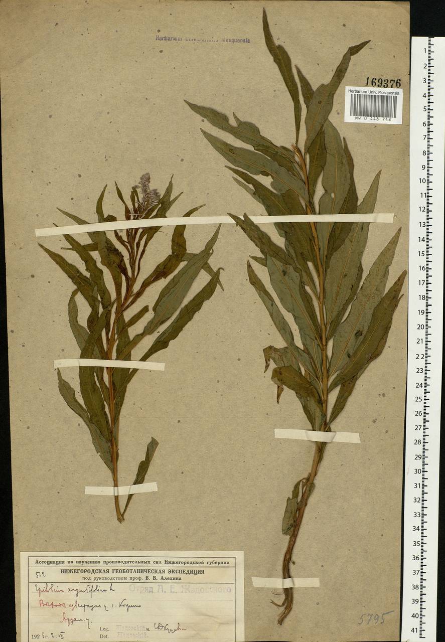 Chamaenerion angustifolium, Eastern Europe, Volga-Kama region (E7) (Russia)