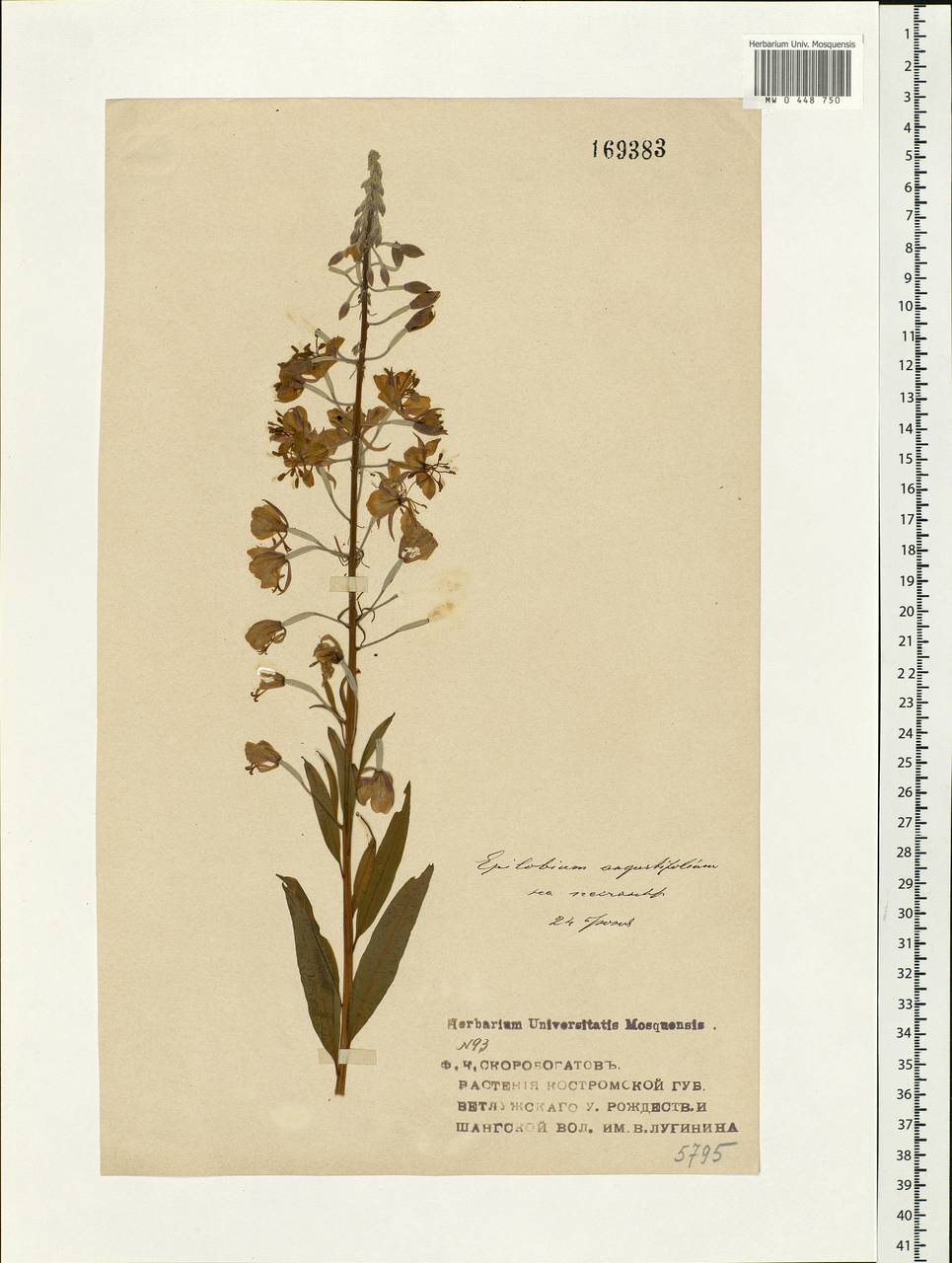Chamaenerion angustifolium (L.) Scop., Eastern Europe, Central forest region (E5) (Russia)