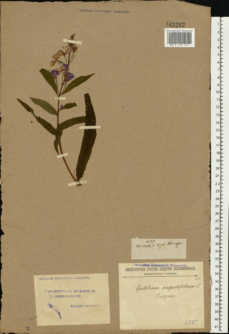 Chamaenerion angustifolium, Eastern Europe, Volga-Kama region (E7) (Russia)