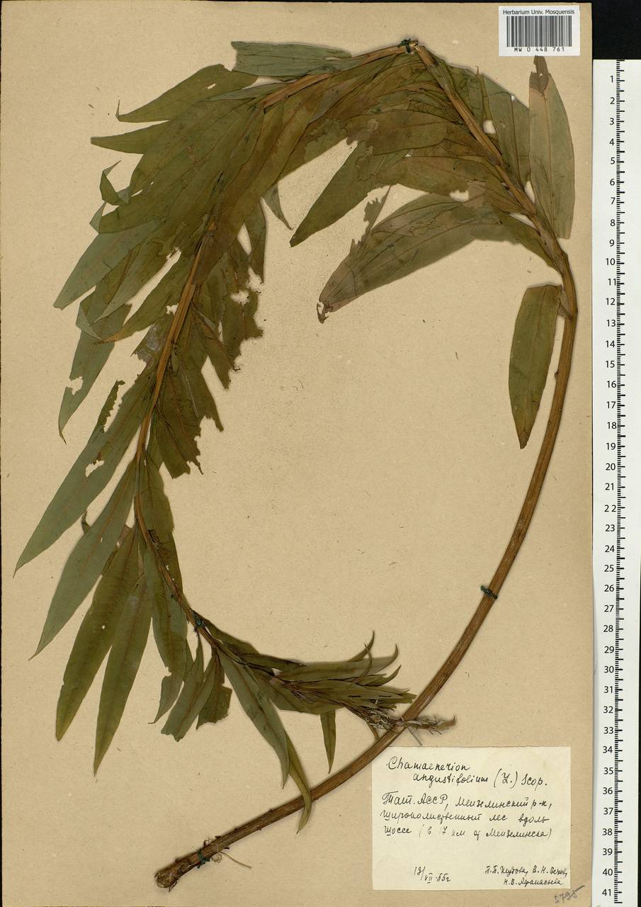 Chamaenerion angustifolium (L.) Scop., Eastern Europe, Middle Volga region (E8) (Russia)