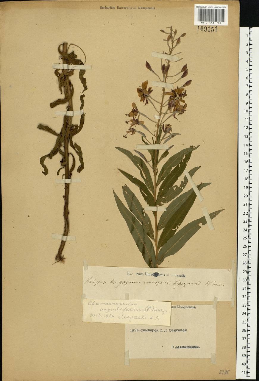 Chamaenerion angustifolium, Eastern Europe, Middle Volga region (E8) (Russia)