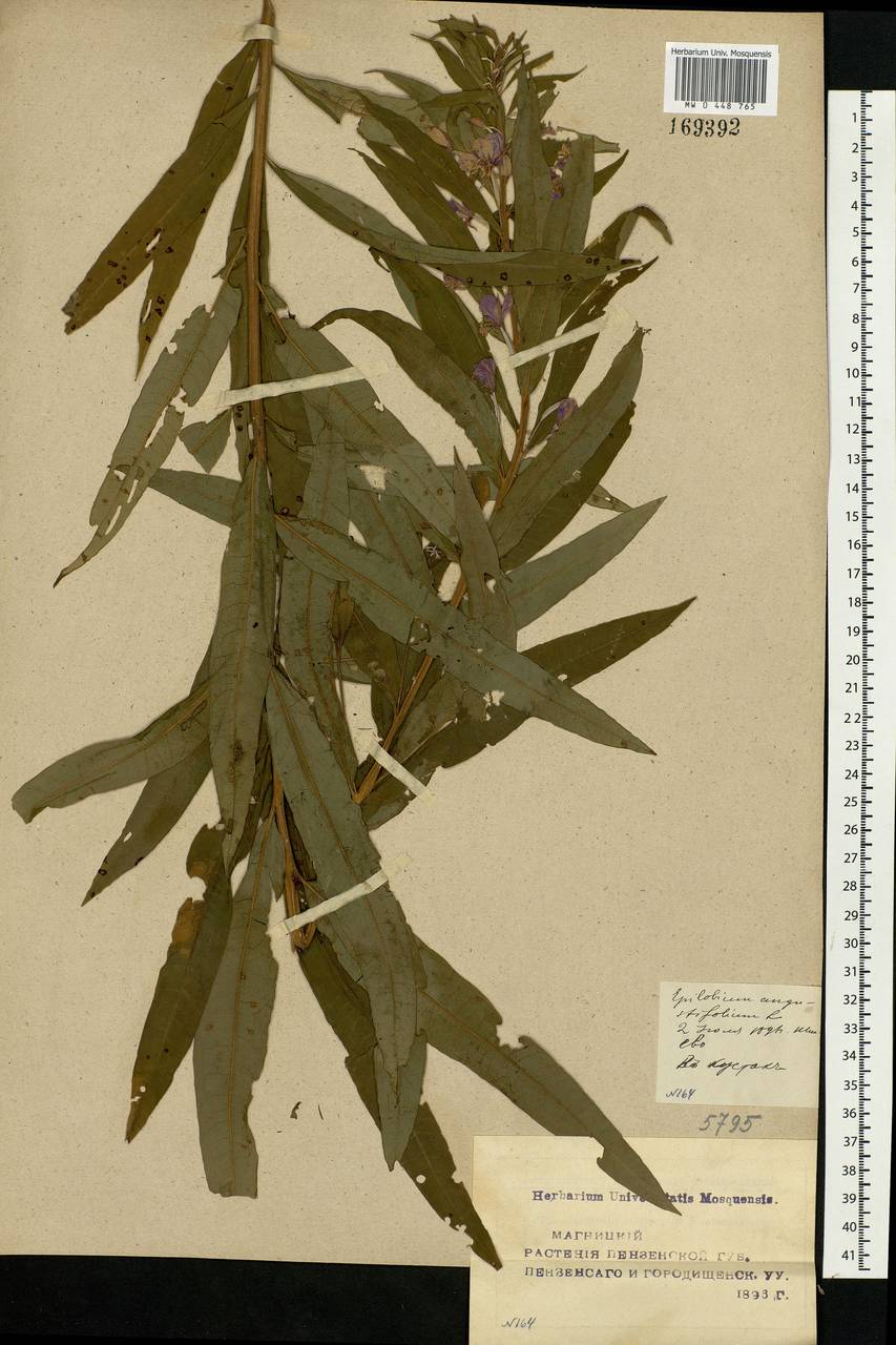 Chamaenerion angustifolium, Eastern Europe, Middle Volga region (E8) (Russia)