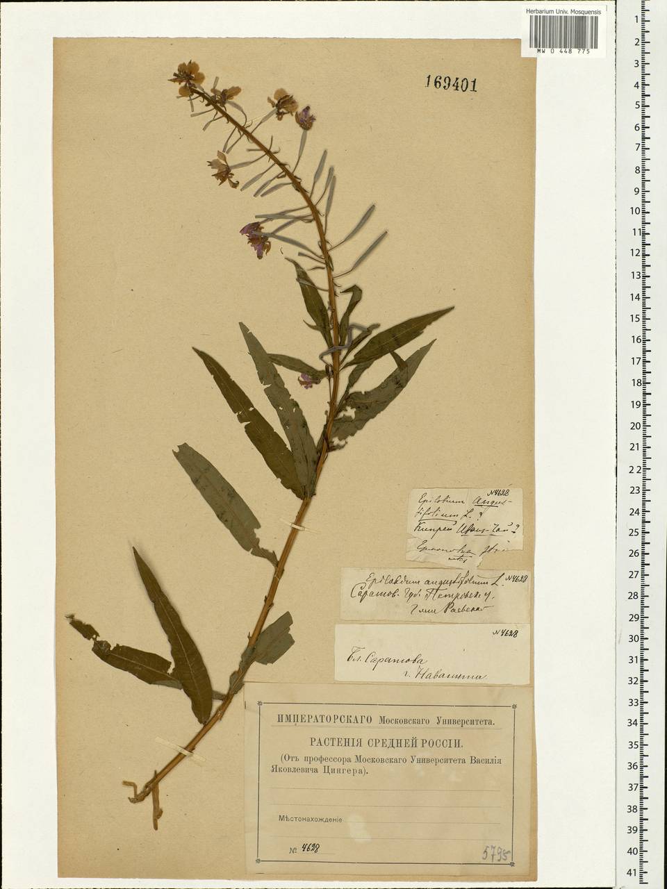 Chamaenerion angustifolium, Eastern Europe, Middle Volga region (E8) (Russia)