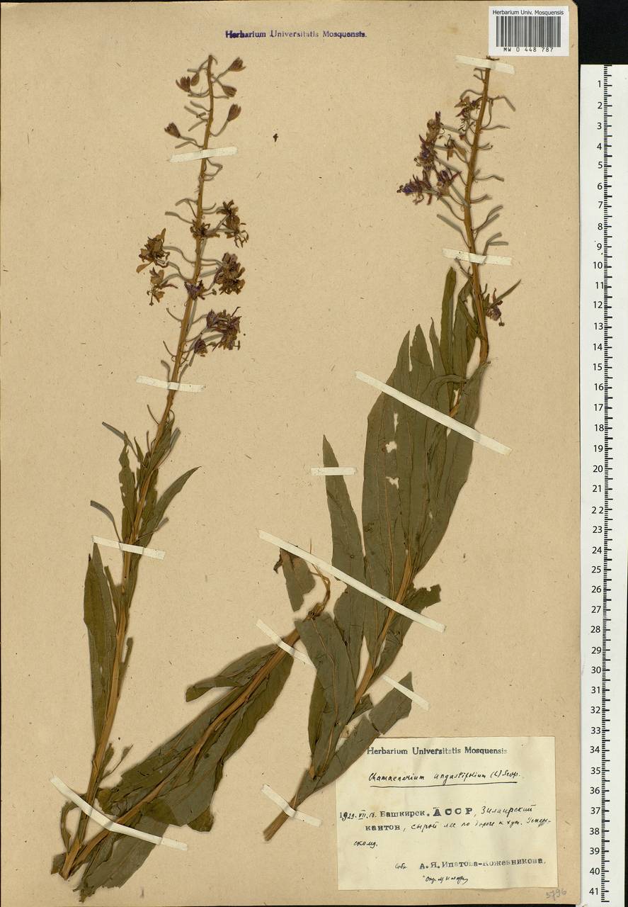 Chamaenerion angustifolium, Eastern Europe, Eastern region (E10) (Russia)