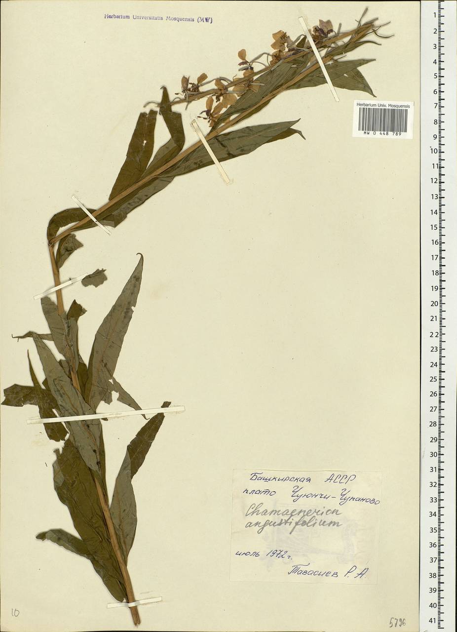 Chamaenerion angustifolium, Eastern Europe, Eastern region (E10) (Russia)