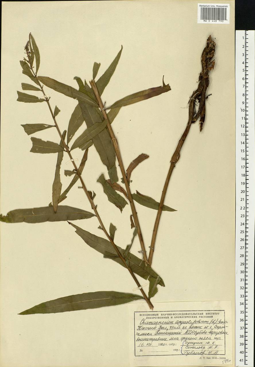 Chamaenerion angustifolium, Eastern Europe, Eastern region (E10) (Russia)