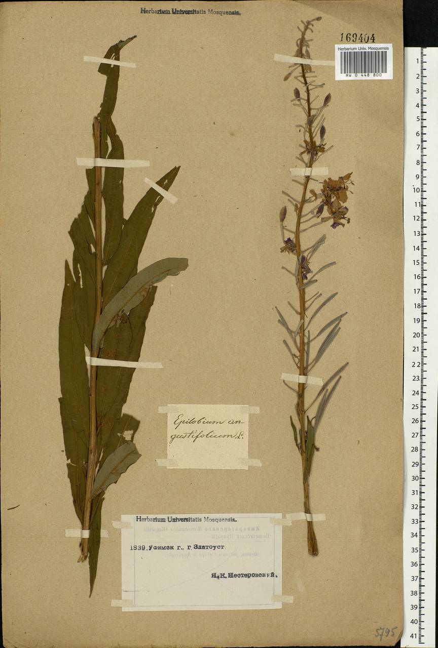 Chamaenerion angustifolium, Eastern Europe, Eastern region (E10) (Russia)