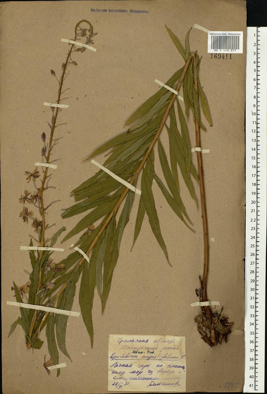 Chamaenerion angustifolium, Eastern Europe, Eastern region (E10) (Russia)