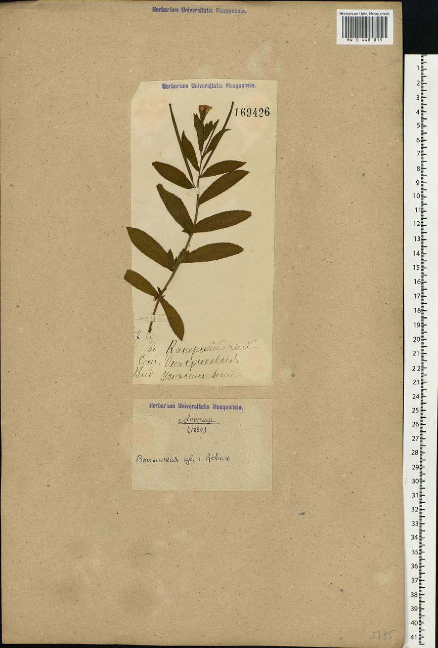 Chamaenerion angustifolium, Eastern Europe, North Ukrainian region (E11) (Ukraine)