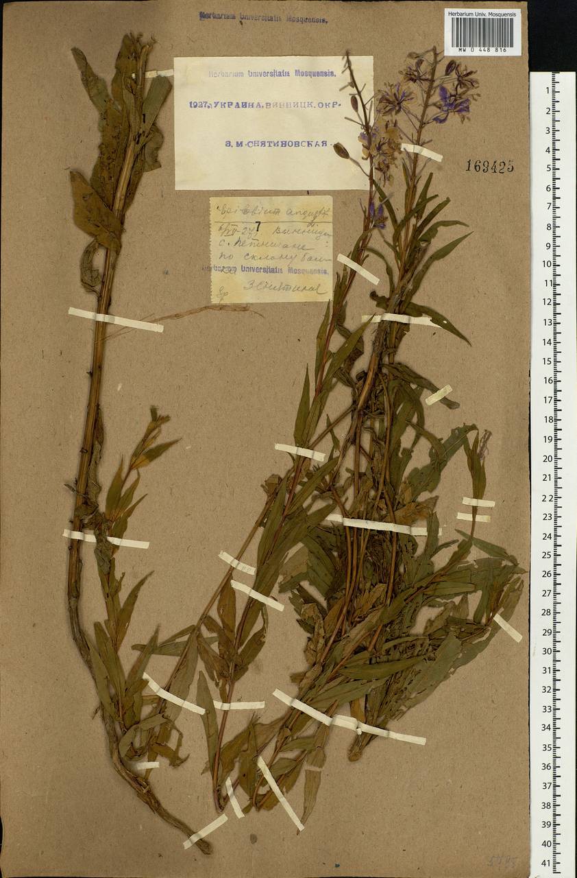 Chamaenerion angustifolium (L.) Scop., Eastern Europe, South Ukrainian region (E12) (Ukraine)