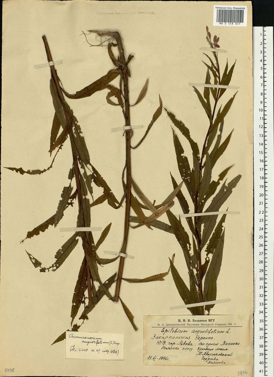 Chamaenerion angustifolium, Eastern Europe, West Ukrainian region (E13) (Ukraine)