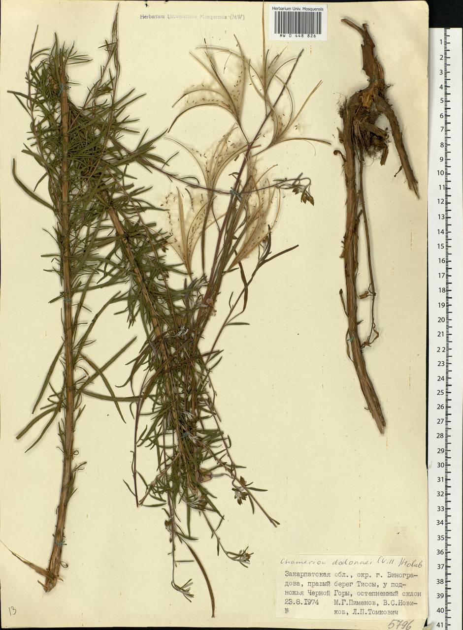 Chamaenerion dodonaei (Vill.) Schur ex Fuss., Eastern Europe, West Ukrainian region (E13) (Ukraine)