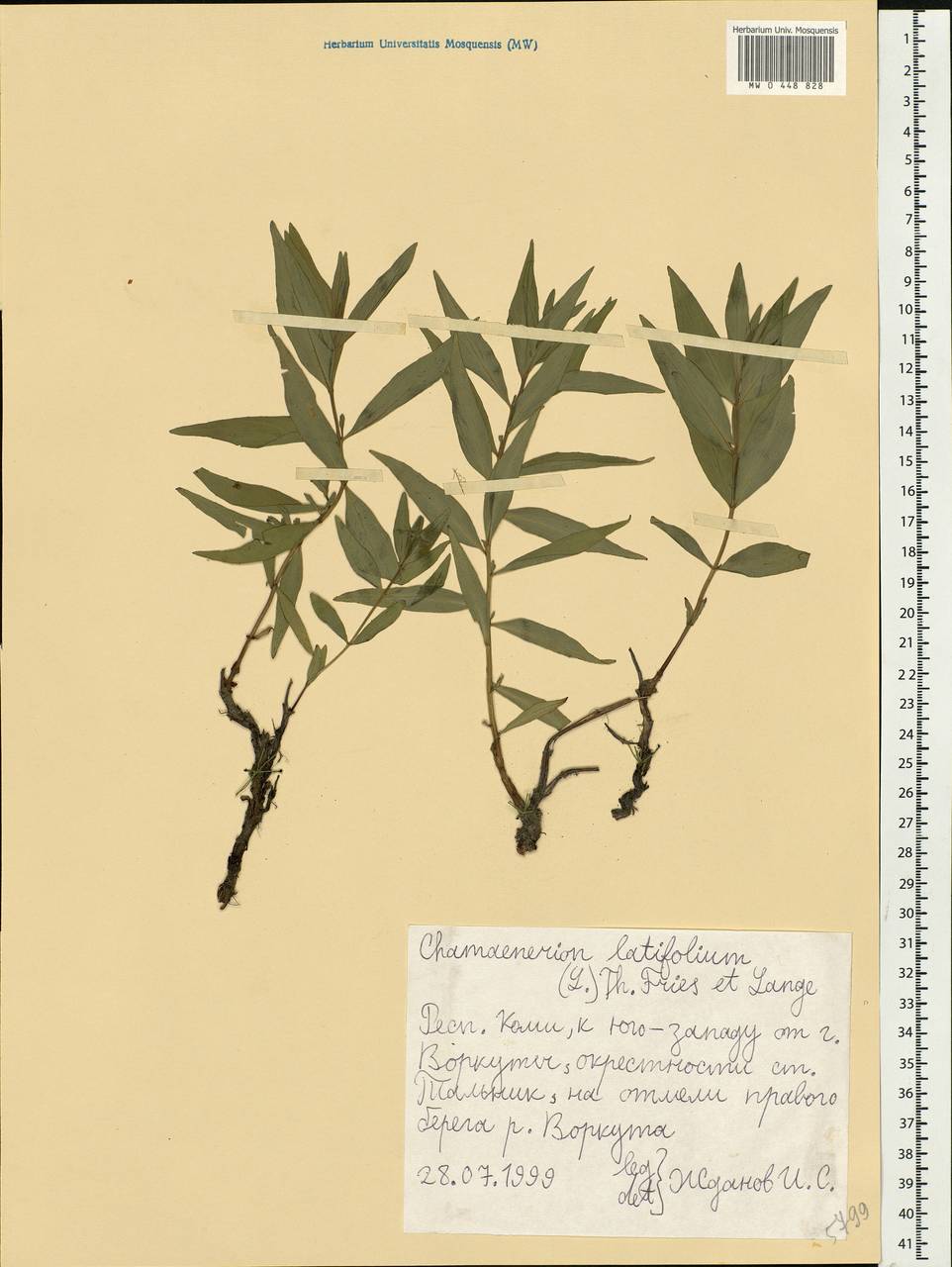 Chamaenerion latifolium (L.) Sweet, Eastern Europe, Northern region (E1) (Russia)