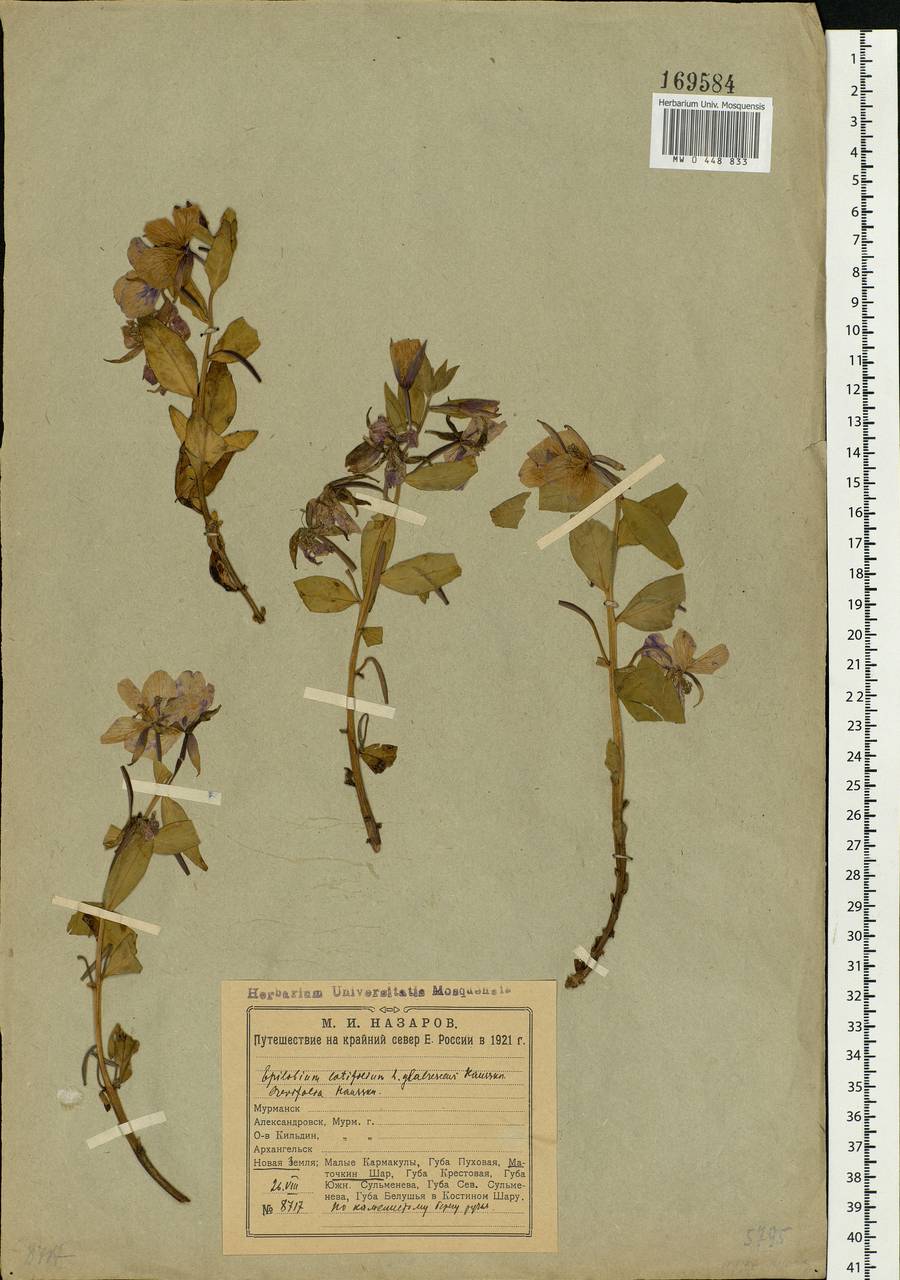 Chamaenerion latifolium (L.) Sweet, Eastern Europe, Northern region (E1) (Russia)