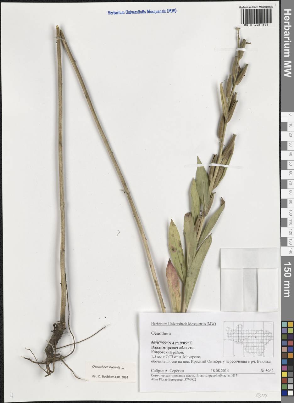 Oenothera biennis L., Eastern Europe, Central region (E4) (Russia)