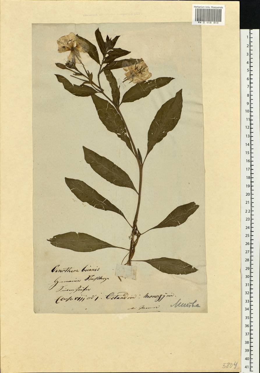 Oenothera biennis L., Eastern Europe, Lithuania (E2a) (Lithuania)