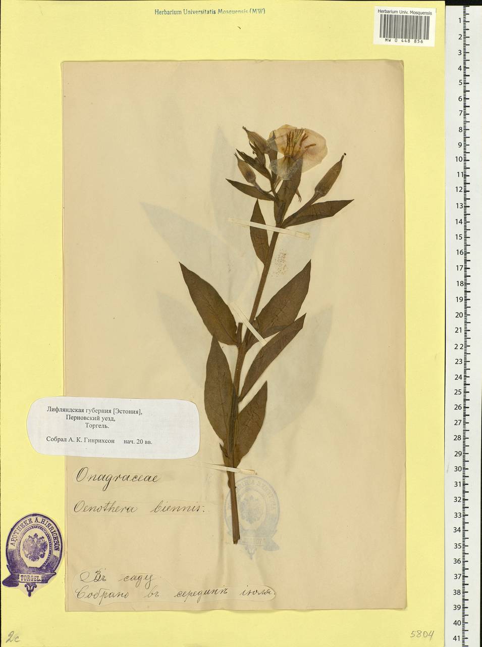 Oenothera biennis L., Eastern Europe, Estonia (E2c) (Estonia)