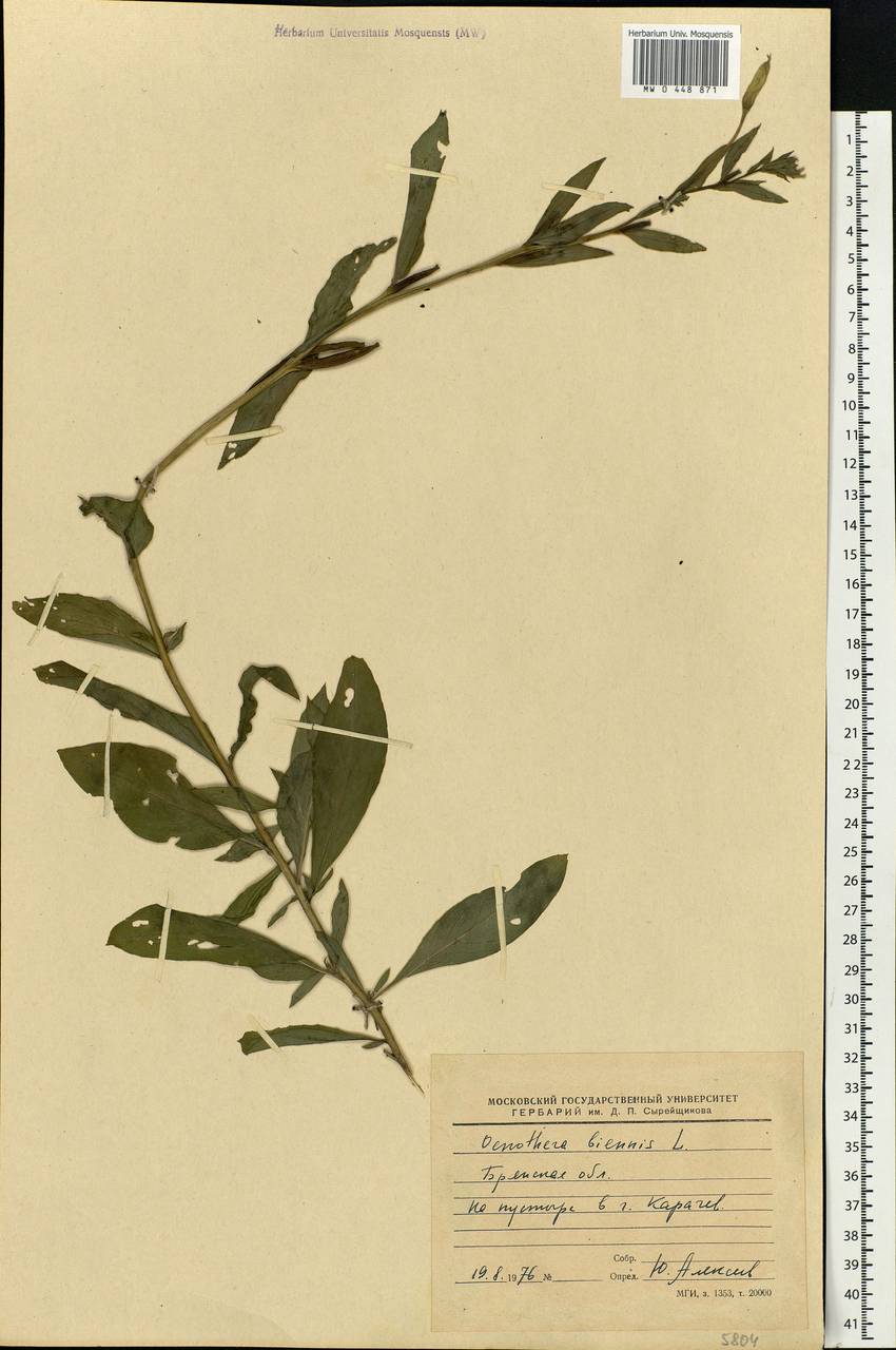 Oenothera biennis L., Eastern Europe, Western region (E3) (Russia)