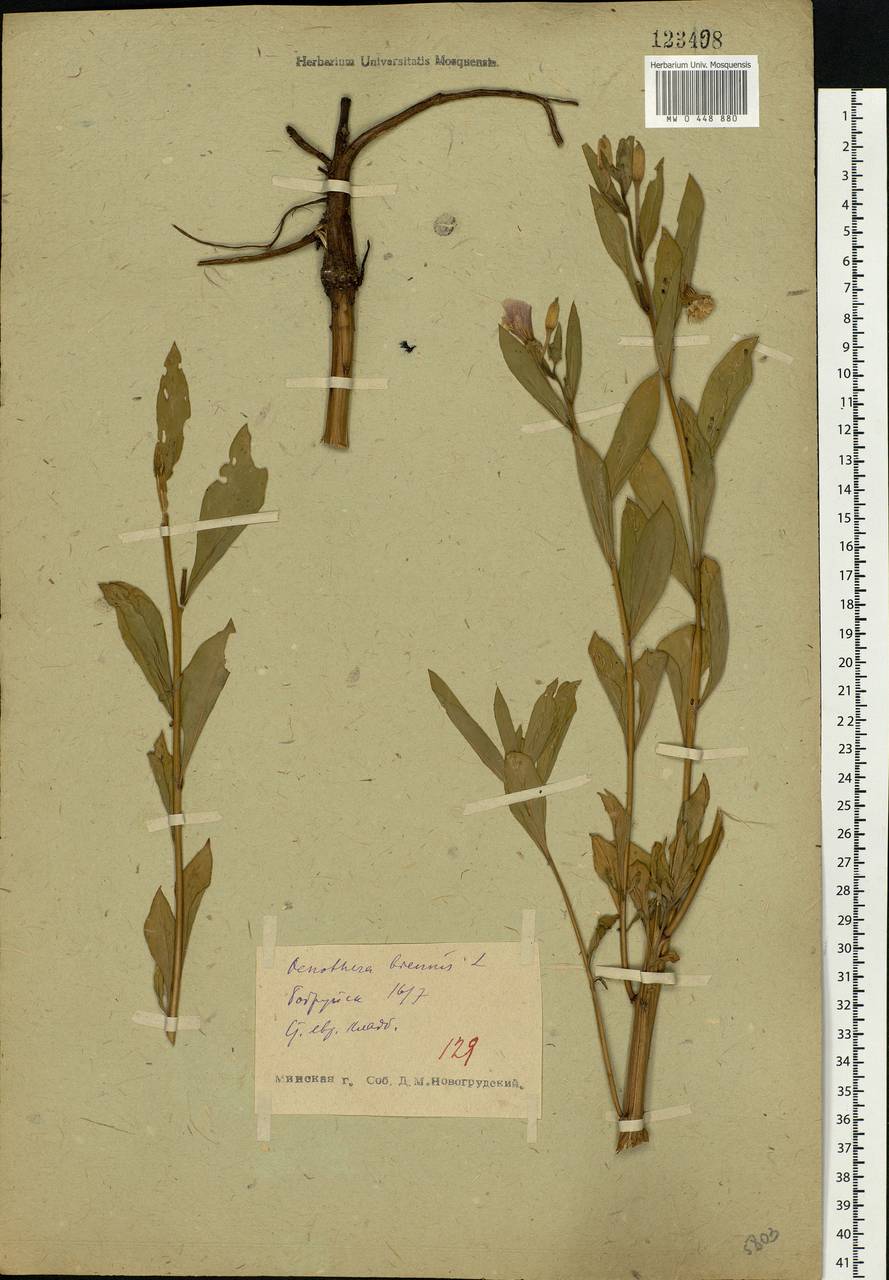 Oenothera biennis L., Eastern Europe, Belarus (E3a) (Belarus)